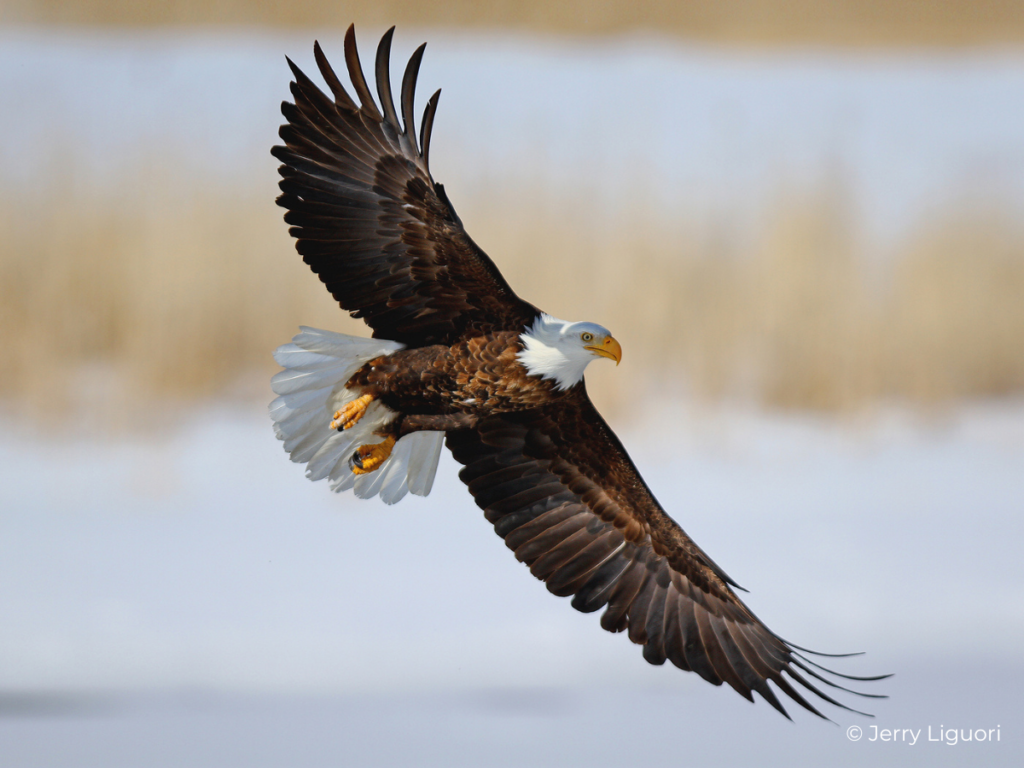 Bald Eagle Fact Sheet HawkWatch International Bald Eagle Fact Sheet HawkWatch International
