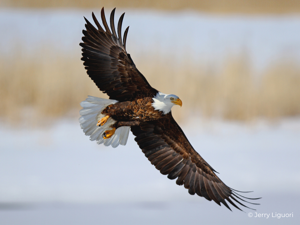 Bald Eagle Fact Sheet – HawkWatch International