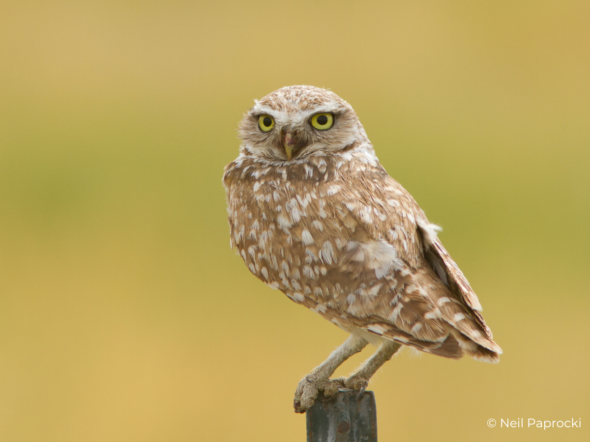 Burrowing Owl Fact Sheet – HawkWatch International