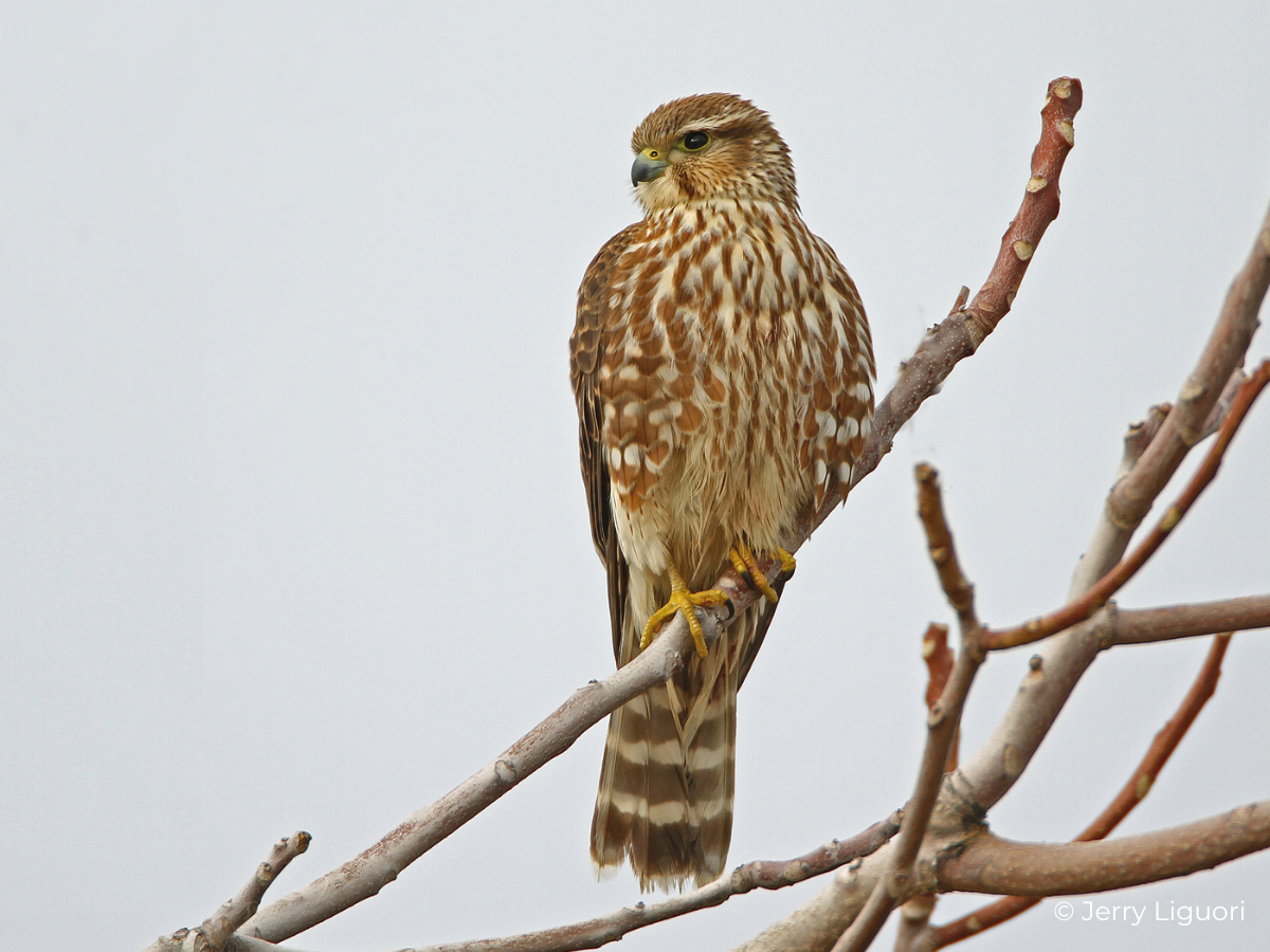 Merlin Fact Sheet – HawkWatch International