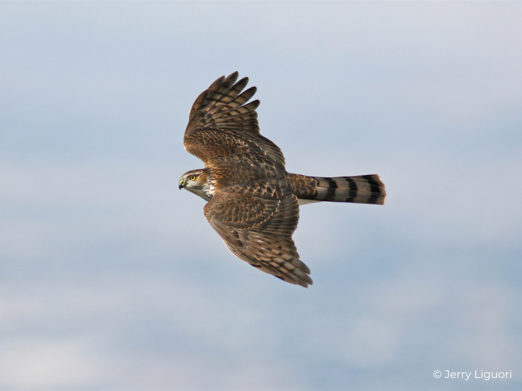 Sharp shinned Hawk Fact Sheet HawkWatch International