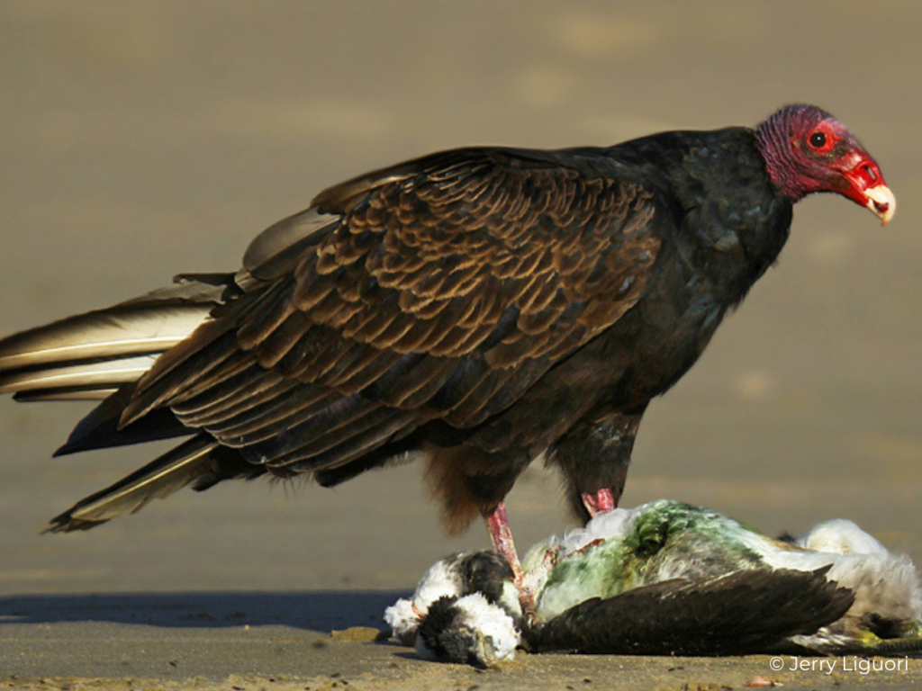 turkey vultures size