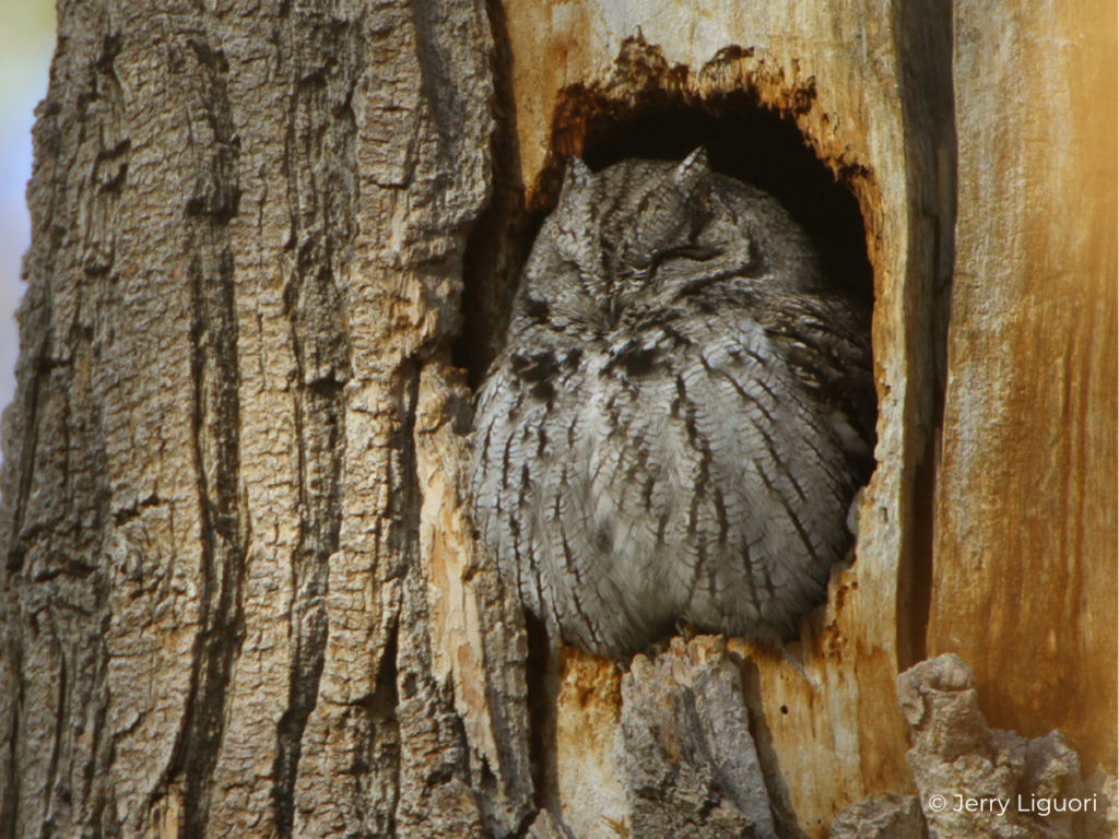 screech owl