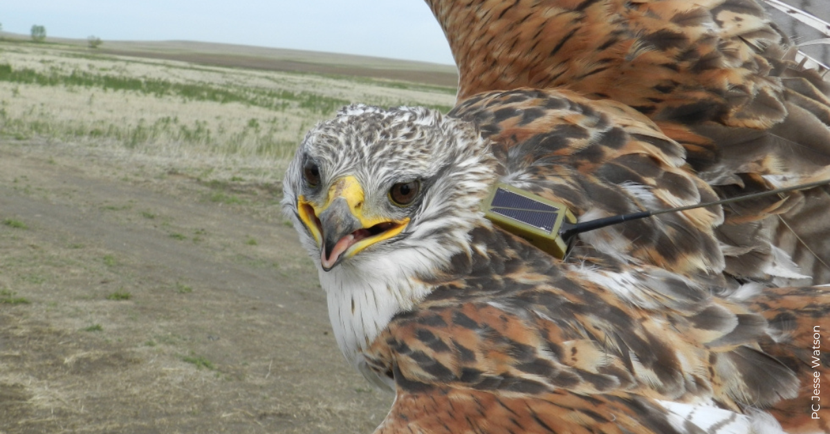 Ferruginous Away – Migration is on! – HawkWatch International