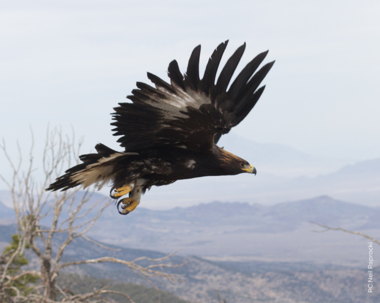 Golden Eagle Fact Sheet HawkWatch International