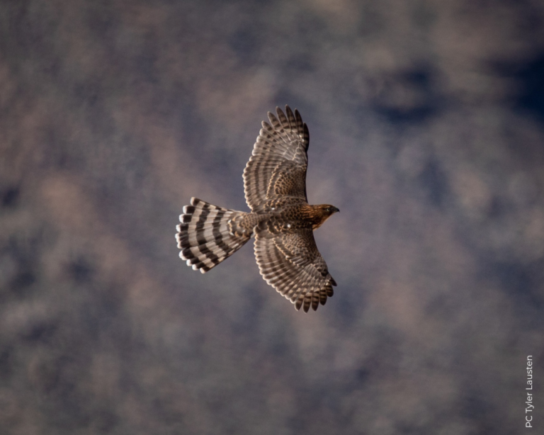 Cooper’s Hawk Fact Sheet – HawkWatch International