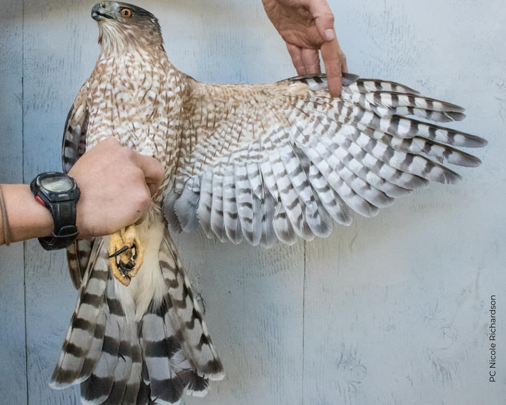 Wing Tips: Sharp-shinned and Cooper's Hawks