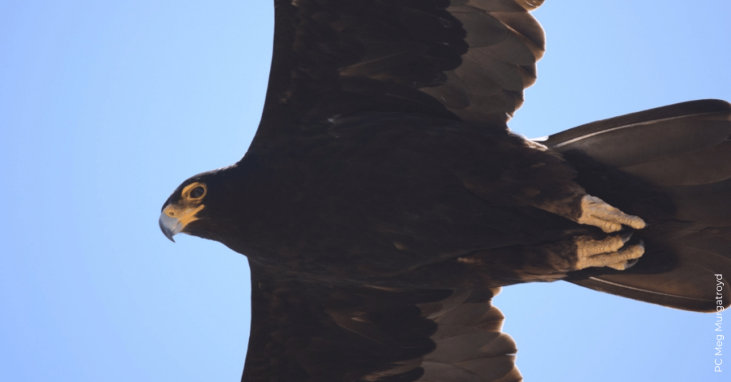 Can Painting Wind Turbines Reduce Eagle Collisions?￼￼