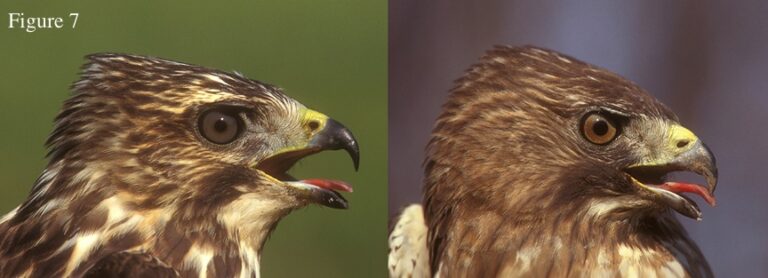 Hawk Eye Color Eye Color in Raptors – HawkWatch International