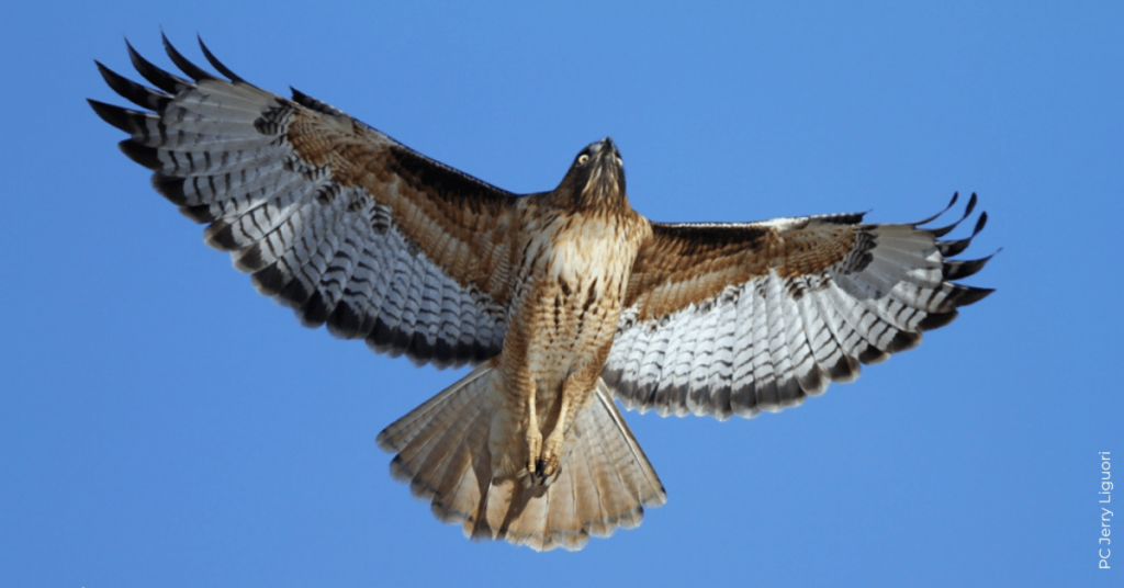 Red-tailed Hawk Eye Color Note￼￼