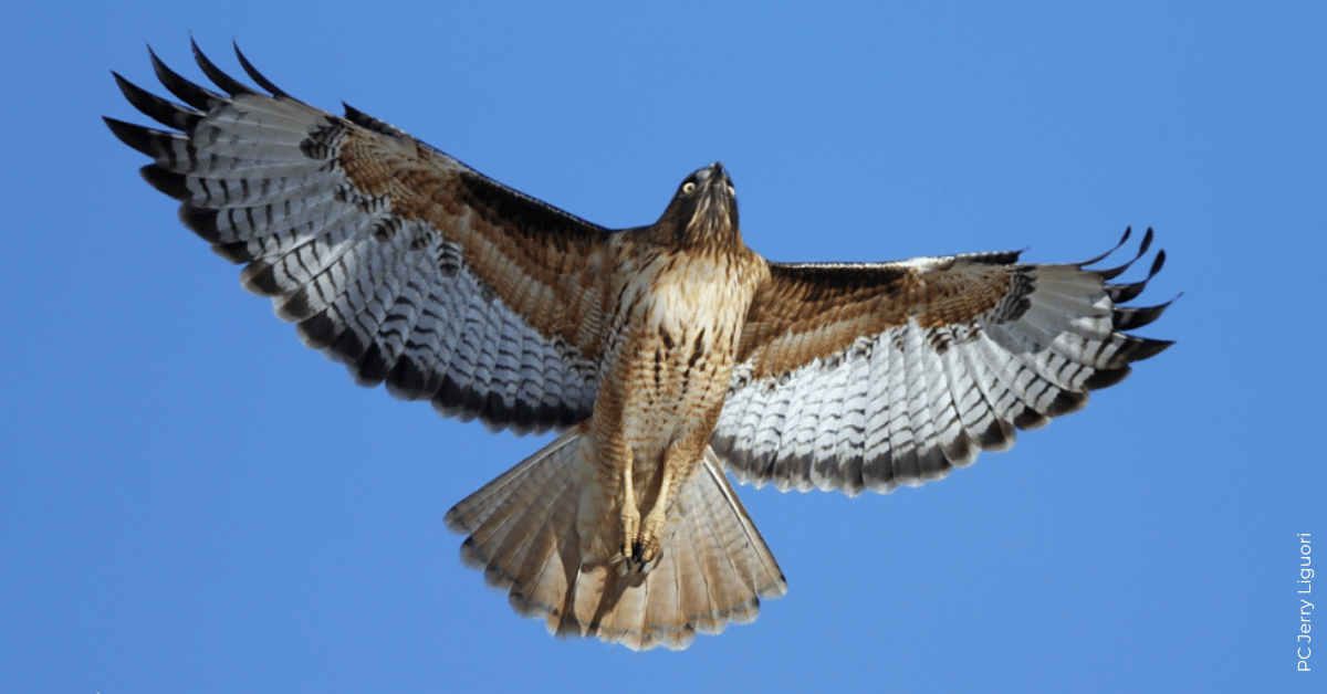 Red-tailed Hawk Eye Color Note – HawkWatch International