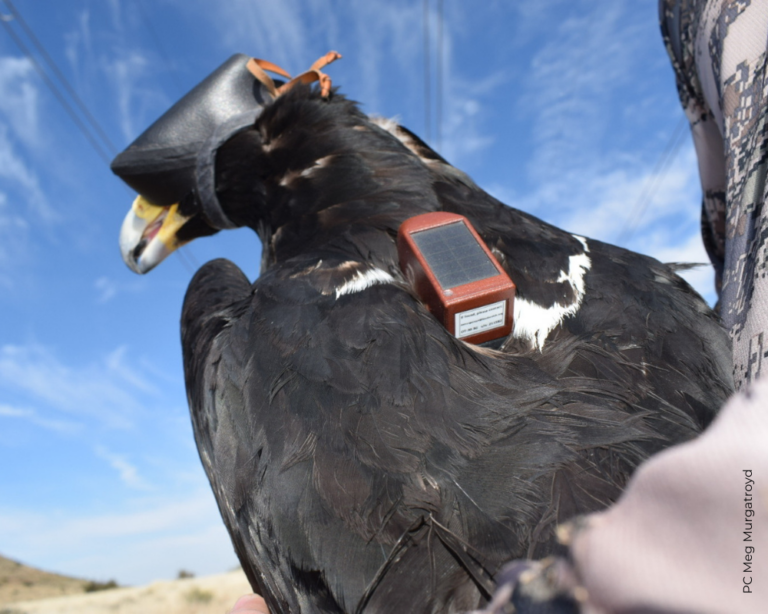 Sponsor a Transmitter – HawkWatch International