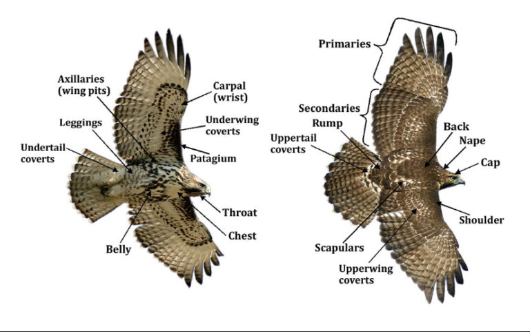 Raptor Vocab 101: Anatomy – HawkWatch International
