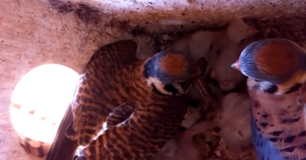 What Are American Kestrels Eating? A New Community Science Opportunity