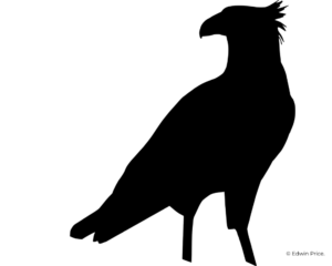 Crested Caracara – HawkWatch International