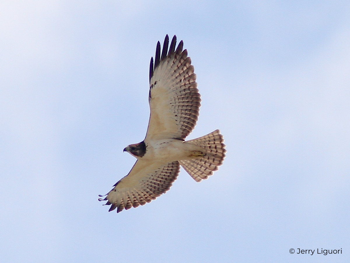 Raptor ID Fact Sheets – HawkWatch International