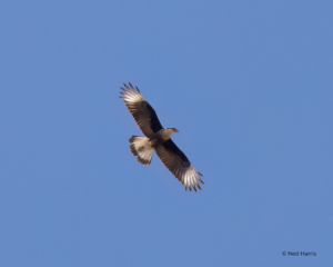 Crested Caracara – HawkWatch International