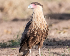 Crested Caracara – HawkWatch International
