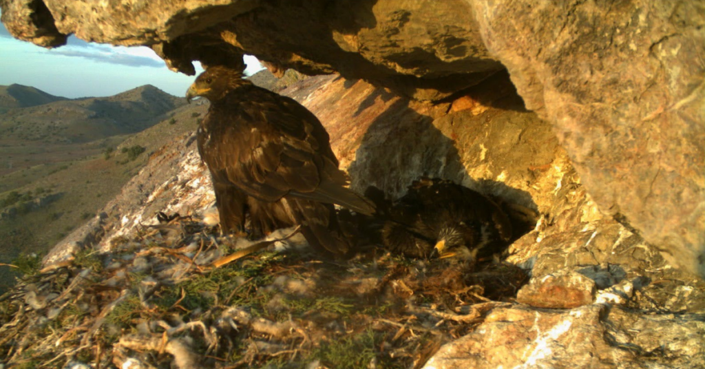 Transmitters run in the family: tracking multiple generations of Golden Eagles