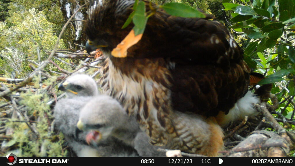 An adult Rufous-tailed Hawk stands over two chicks in a nest; there is a border around the image that shows the menu from the trail camera that took the photo