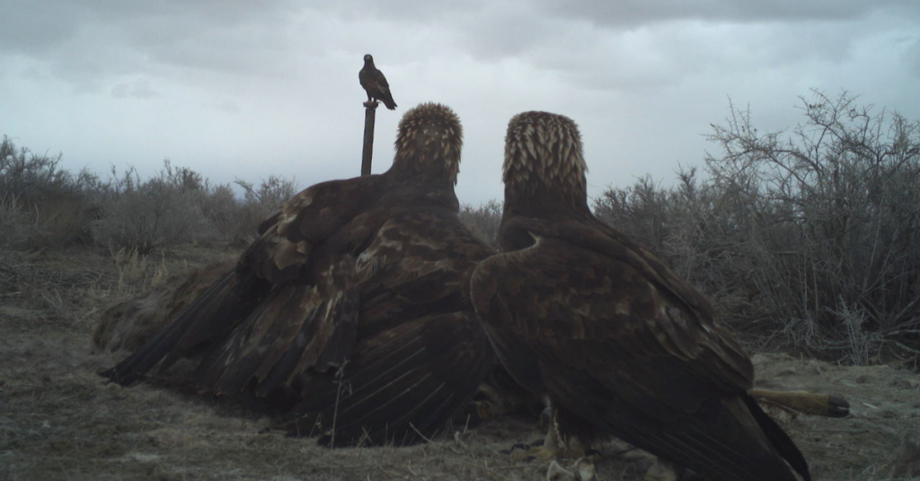 Weighing The Future of Golden Eagle Conservation