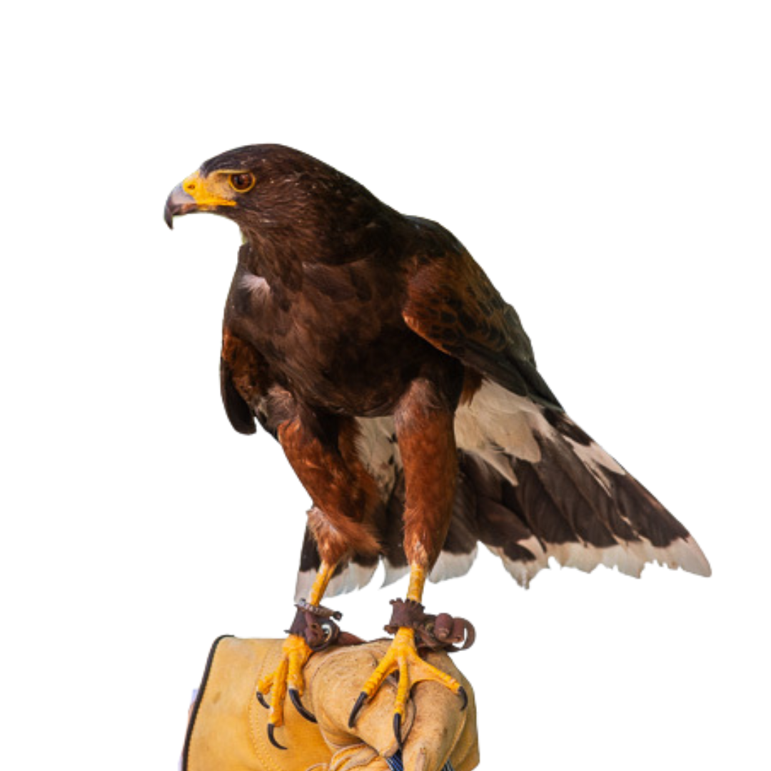 Stax – HawkWatch International