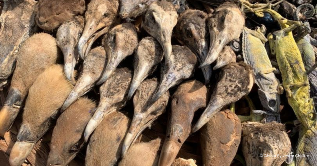 Vultures for Sale: Combating the Trade of Vultures in West Africa