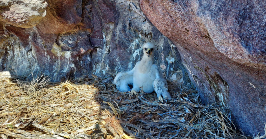 Giving Raptors the Gift of a Healthy Home