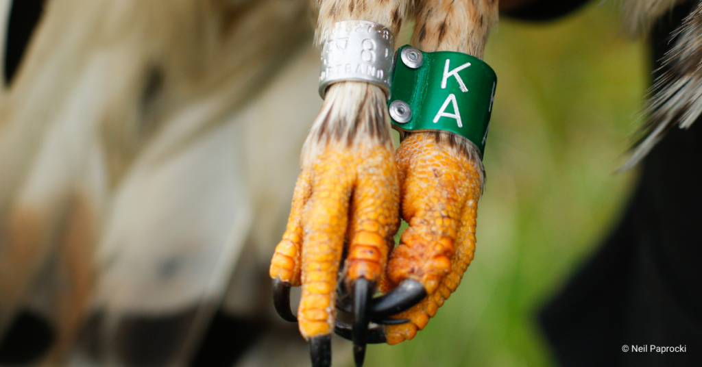 Auxiliary Markers, Bird Bands, and Bird Band Bonanza