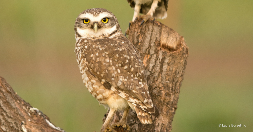 How to Photograph Birds: Tips for Capturing Stunning Shots