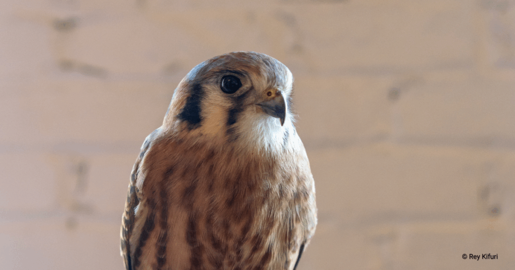 The Making of a Raptor Ambassador: Meet Liggy