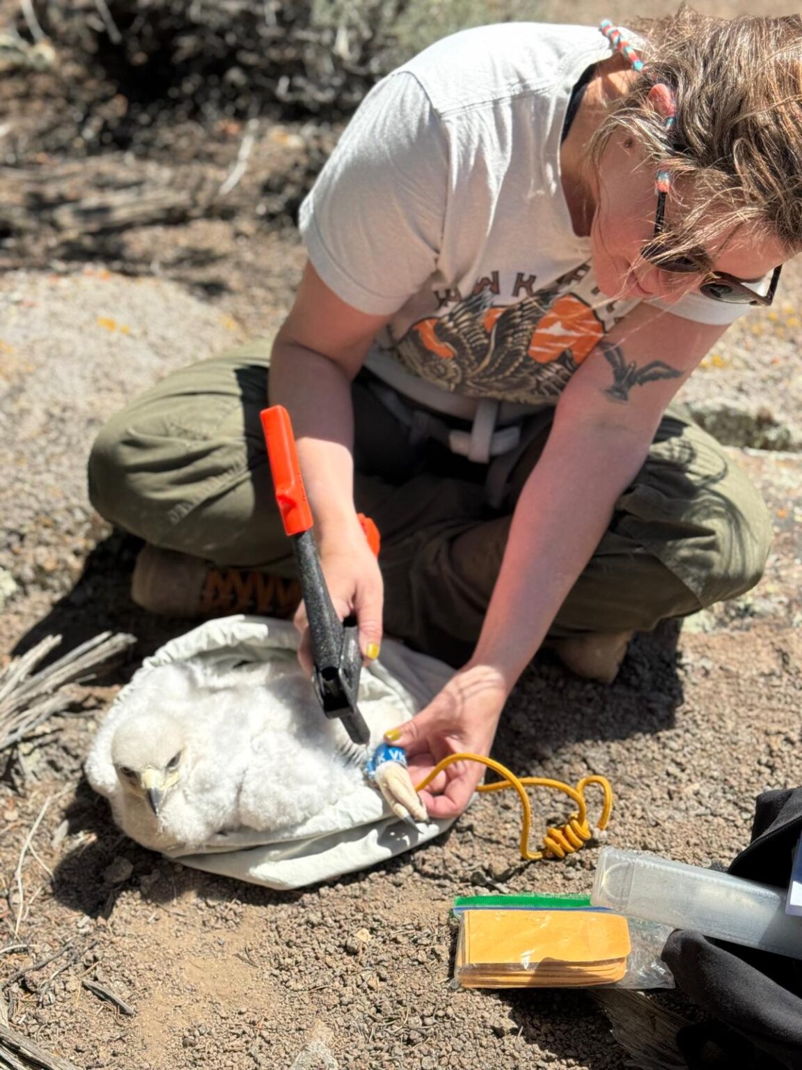 Breaking into the Field of Raptor Research – HawkWatch International