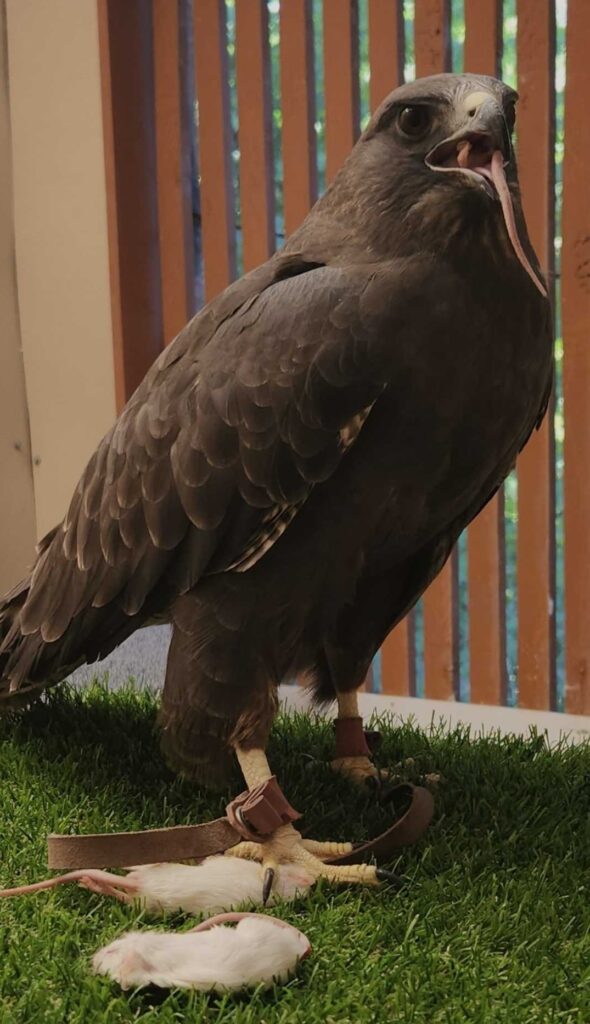 Aurora the Swainson's Hawk eating mice