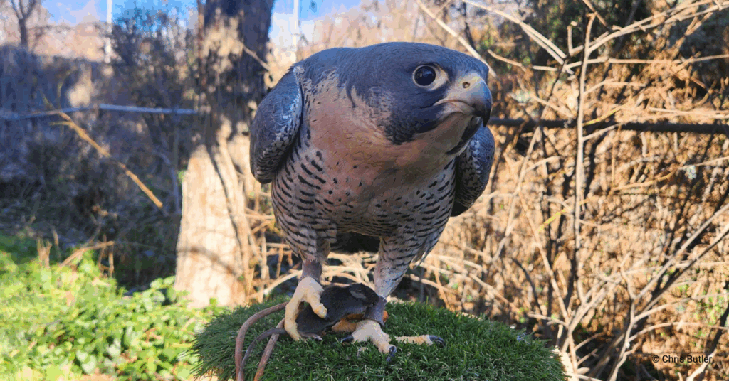 What’s for Dinner? What and How We Feed Our Raptor Ambassadors