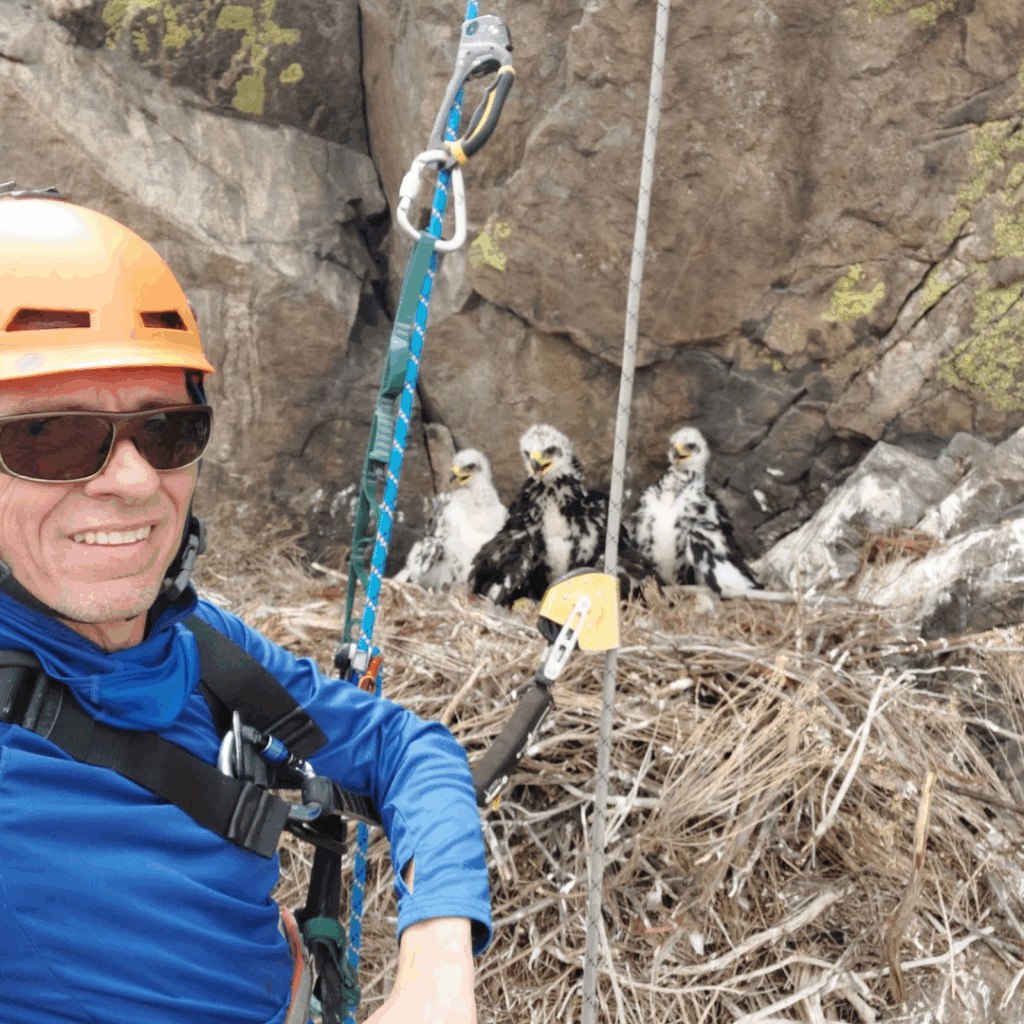 Dr. Steve Slater with three Golden Eagle nestlings