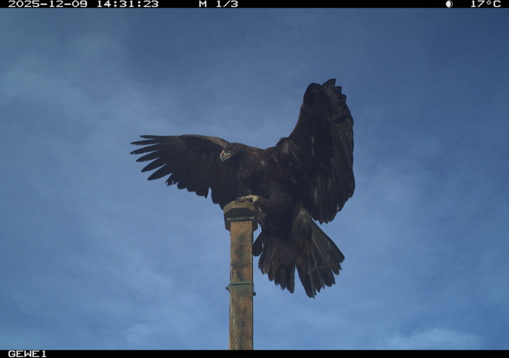 Trail camera photo of a Golden Eagle landing on a passive perch scale