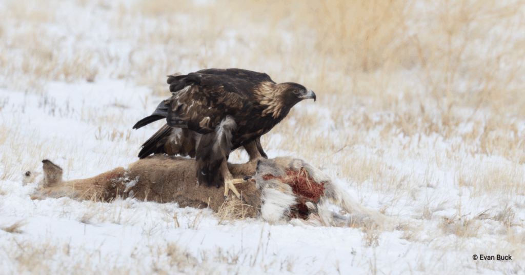 Golden Eagle on Pronghorn carcass