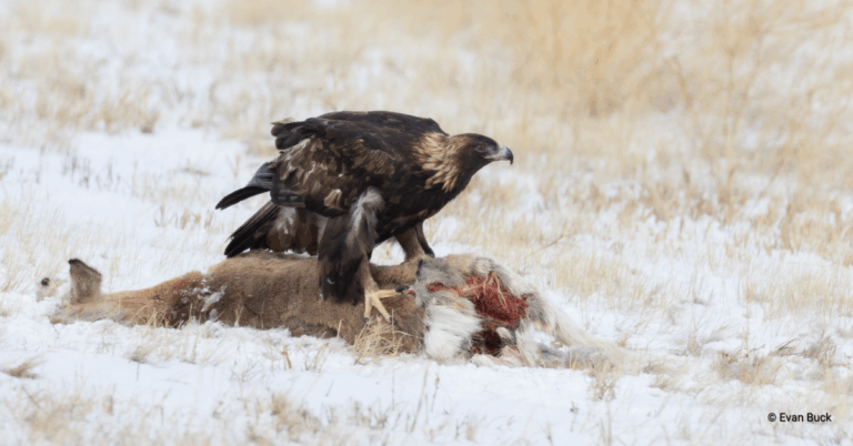 Golden Eagle on Pronghorn carcass