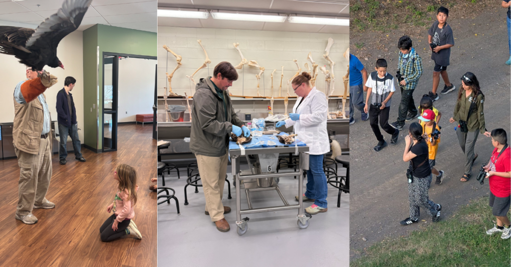 2025 Jerry Liguori Raptor Research and Conservation Scholarship final report