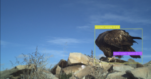 Color-banded Golden Eagle recognized by image recognition program