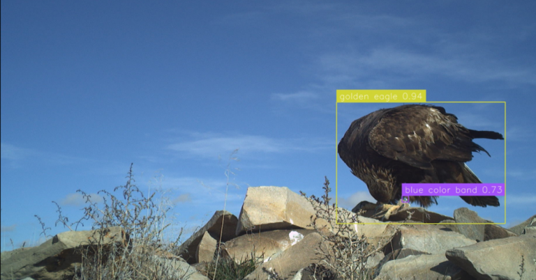 Color-banded Golden Eagle recognized by image recognition program