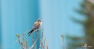 Male American Kestrel wearing a transmitter