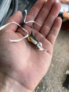 Transmitter for an American Kestrel