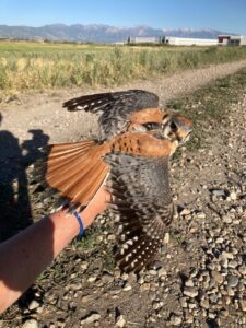 Male American Kestrel with transmitter
