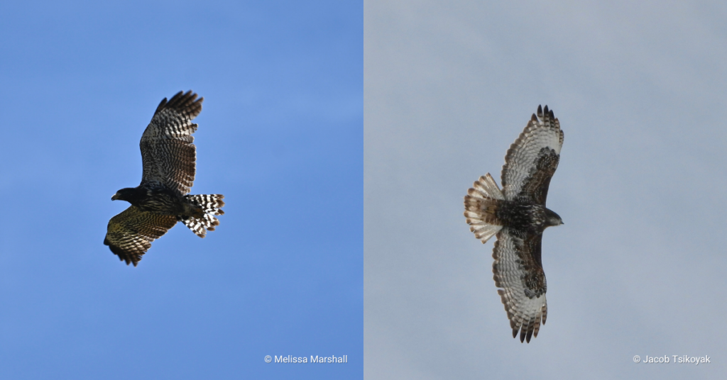 2026 Spring Migration Wrap-Up