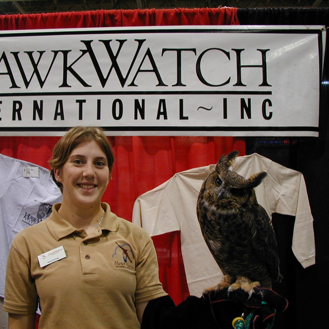 Shadow, HawkWatch International Great Horned Owl Raptor Ambassador