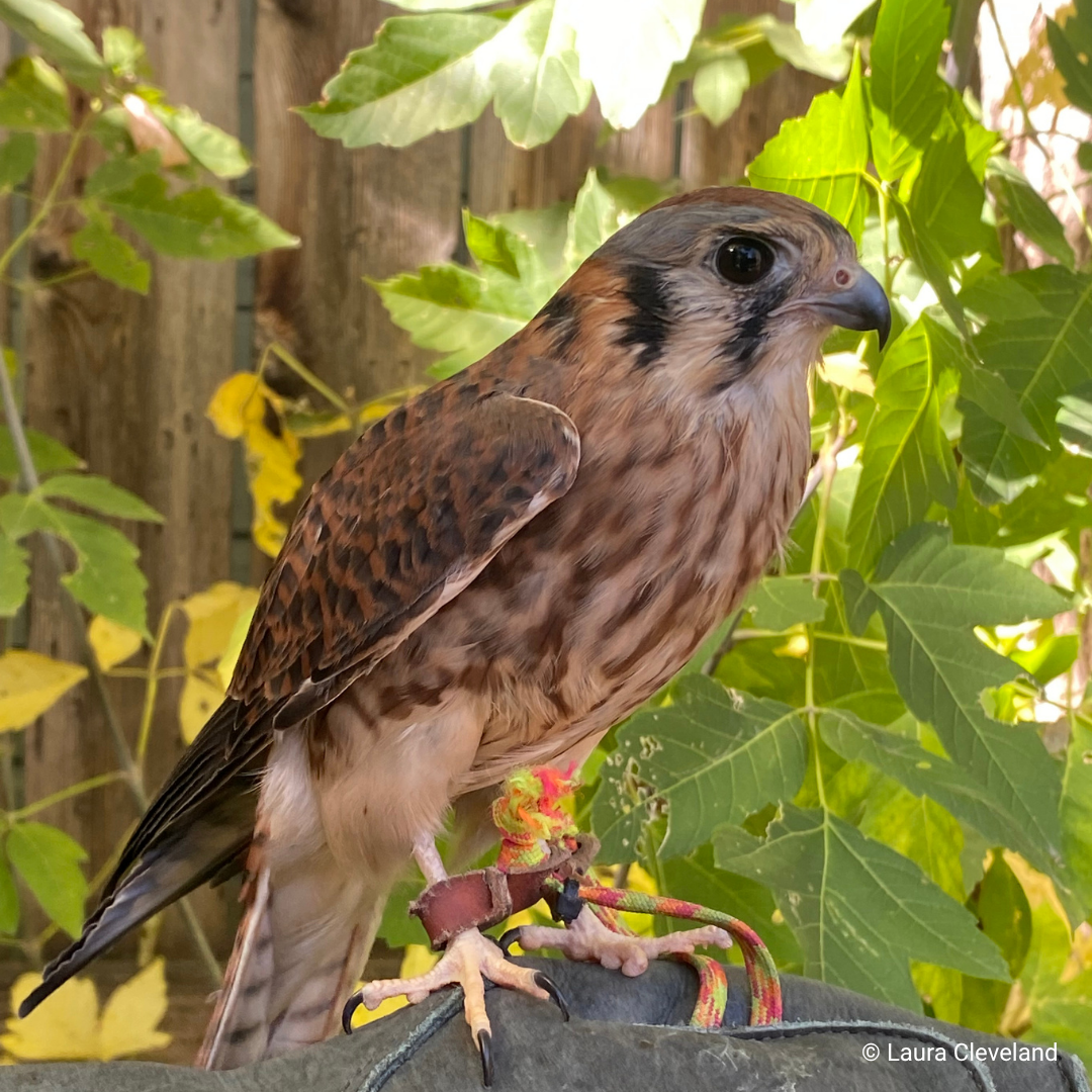 Deneb, HawkWatch International American Kestrel Raptor Ambassador