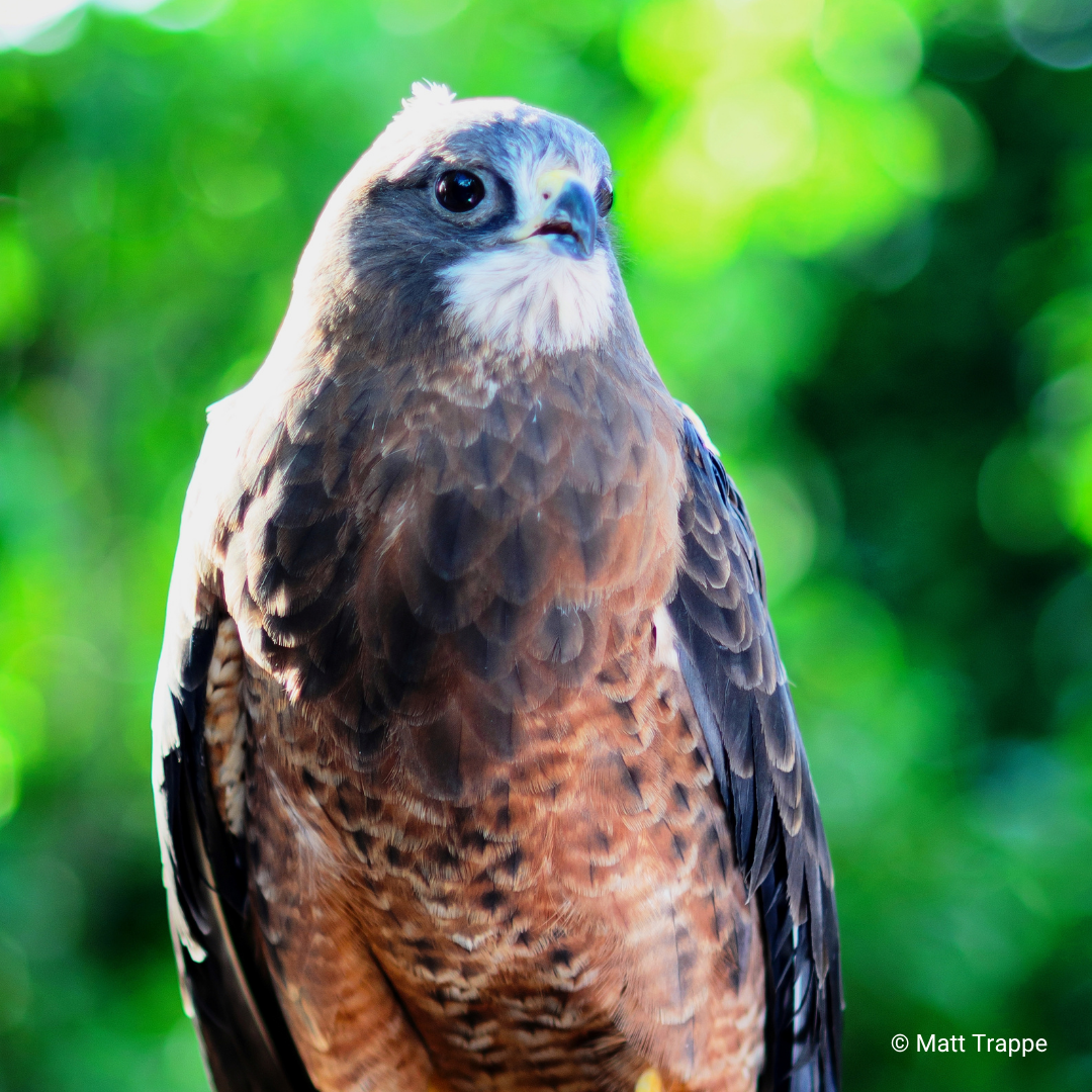 Alaska, HawkWatch International Swainson's Hawk Raptor Ambassador