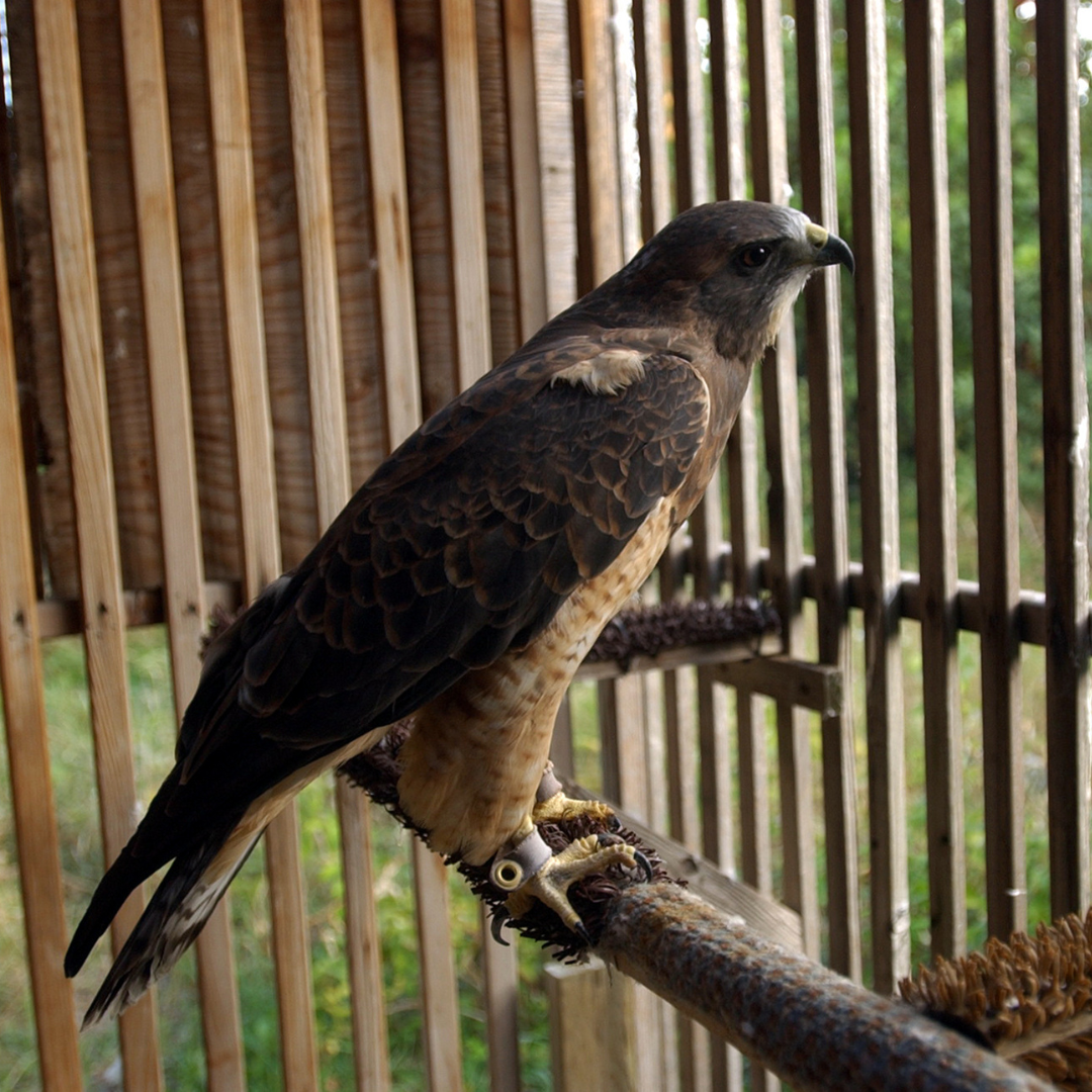 Argentina, HawkWatch International Swainson's Hawk Raptor Ambassador