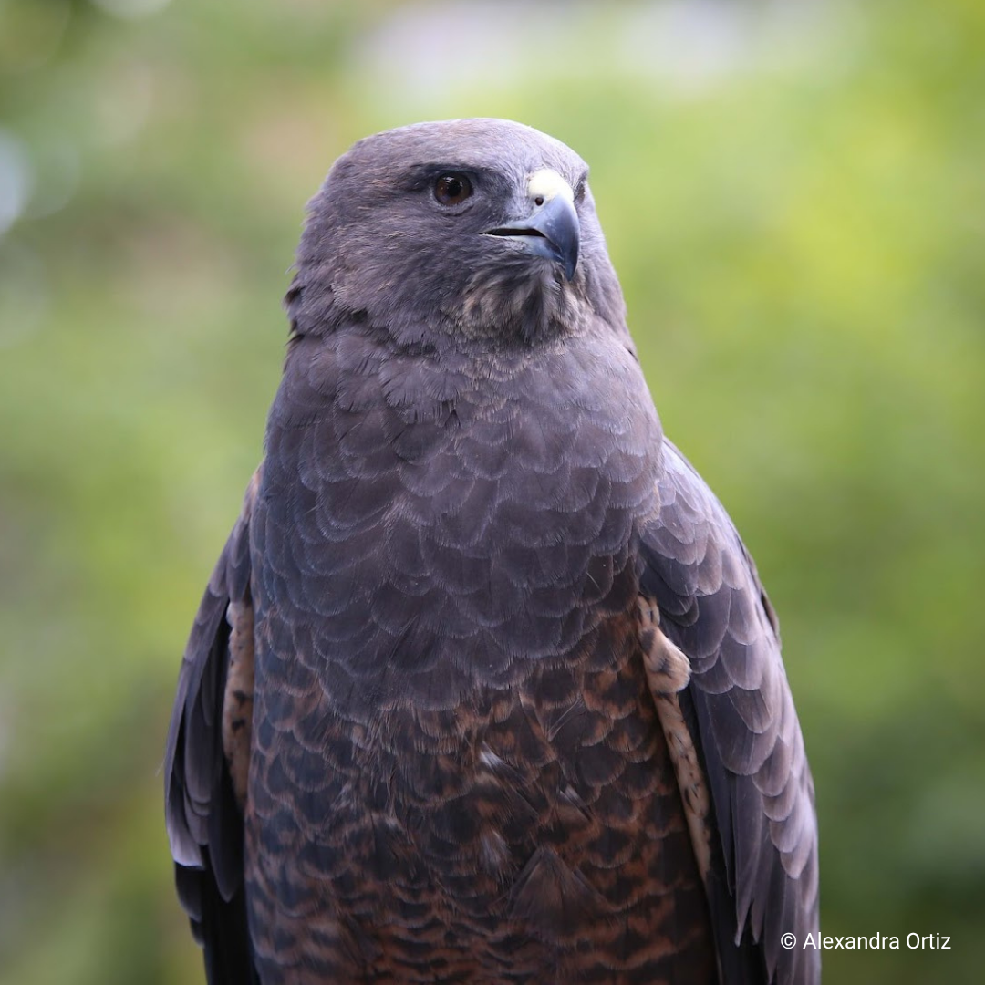 Aymara, HawkWatch International Swainson's Hawk Raptor Ambassador